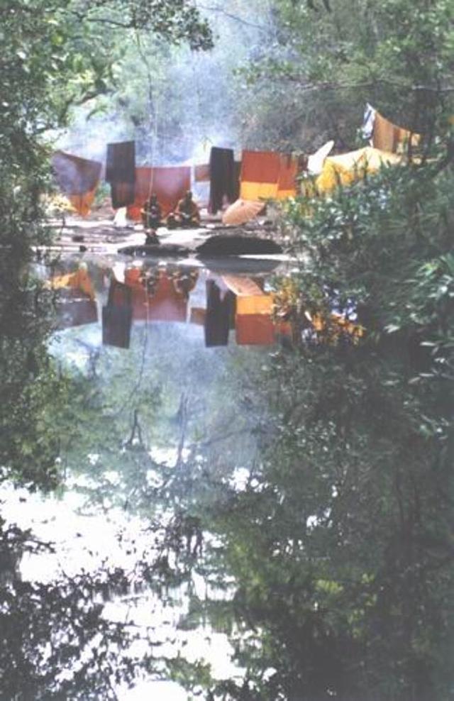 Large_jungle037