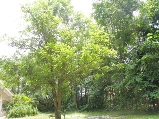 Large_p1012944.
