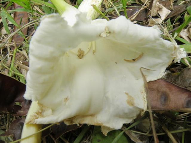Large_p1012948.